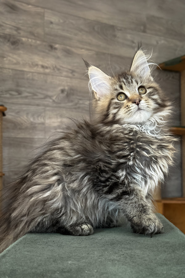 Amina | Maine Coon Kitten