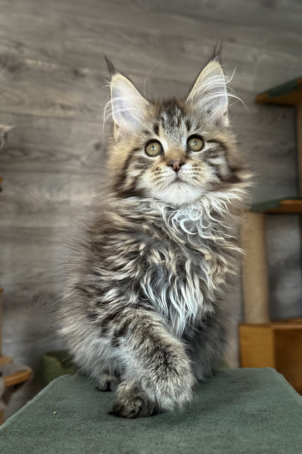 Amina | Maine Coon Kitten