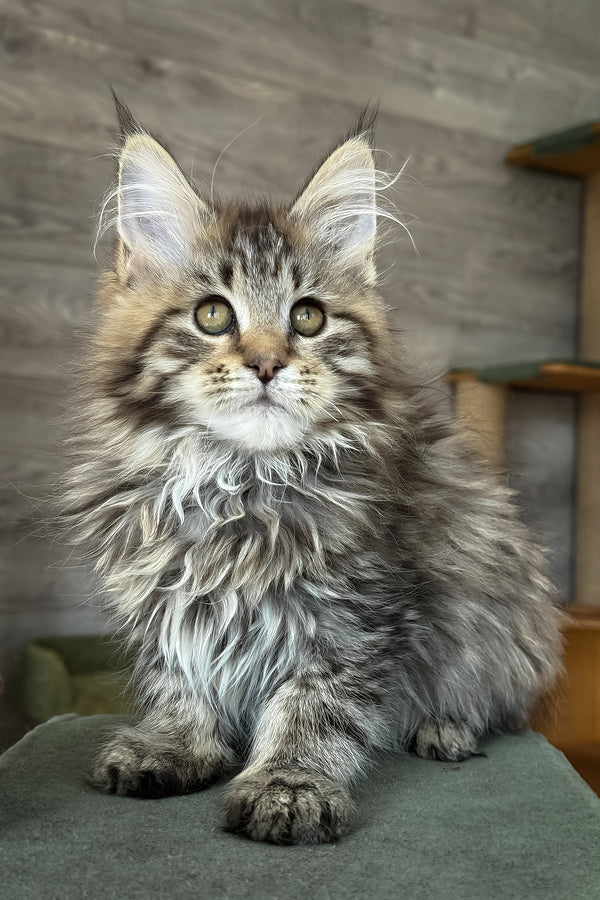 Amina | Maine Coon Kitten