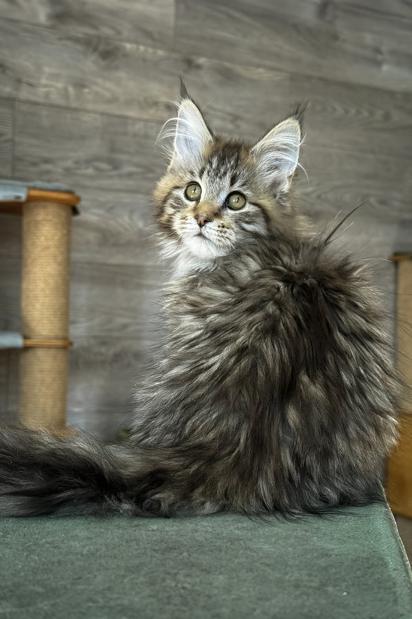 Amina | Maine Coon Kitten