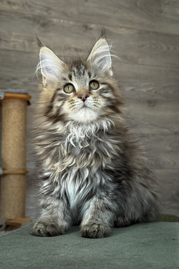 Amina | Maine Coon Kitten