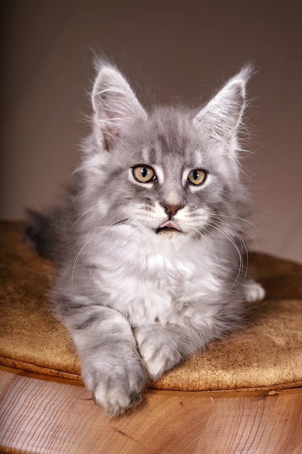 Arisha | Maine Coon Kitten