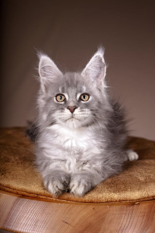Arisha | Maine Coon Kitten