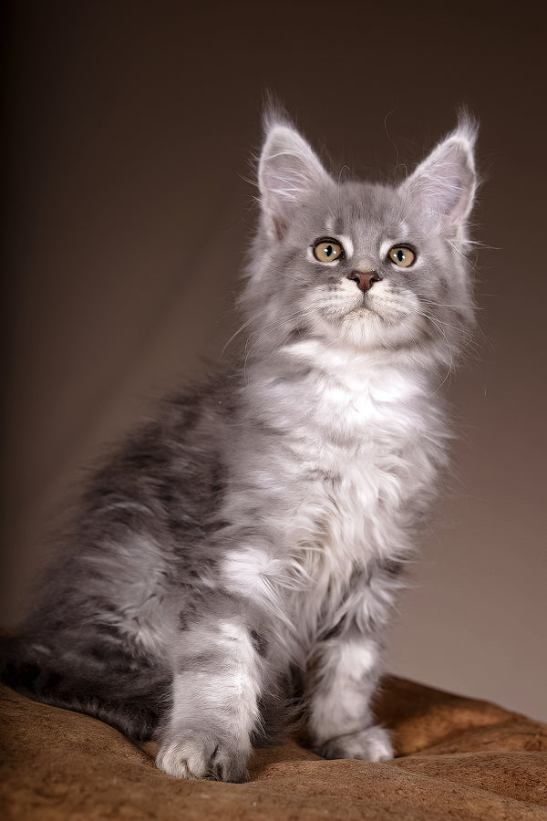Arisha | Maine Coon Kitten