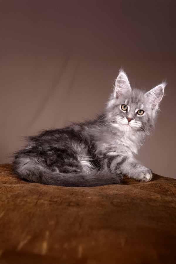 Arisha | Maine Coon Kitten