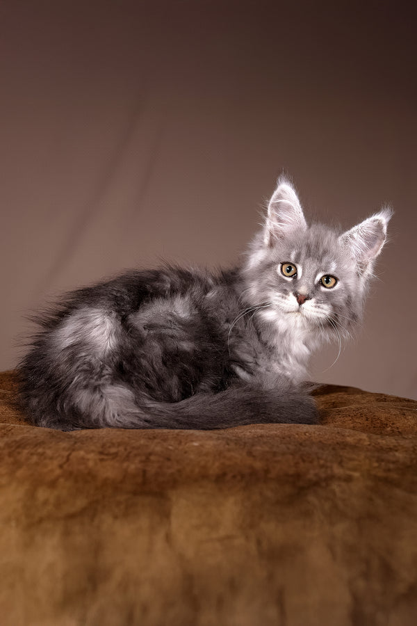 Arisha | Maine Coon Kitten