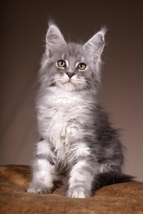 Arisha | Maine Coon Kitten