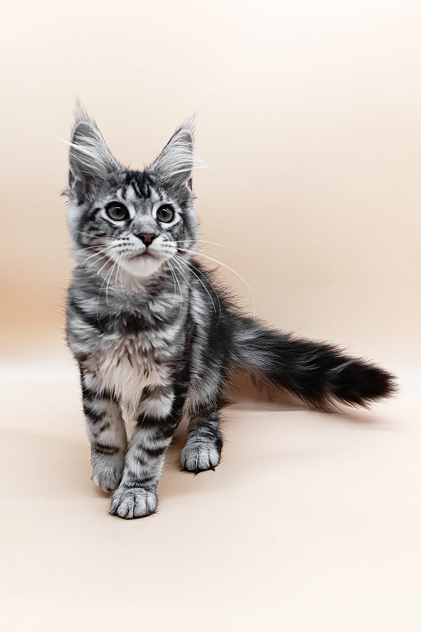 Danica | Maine Coon Kitten