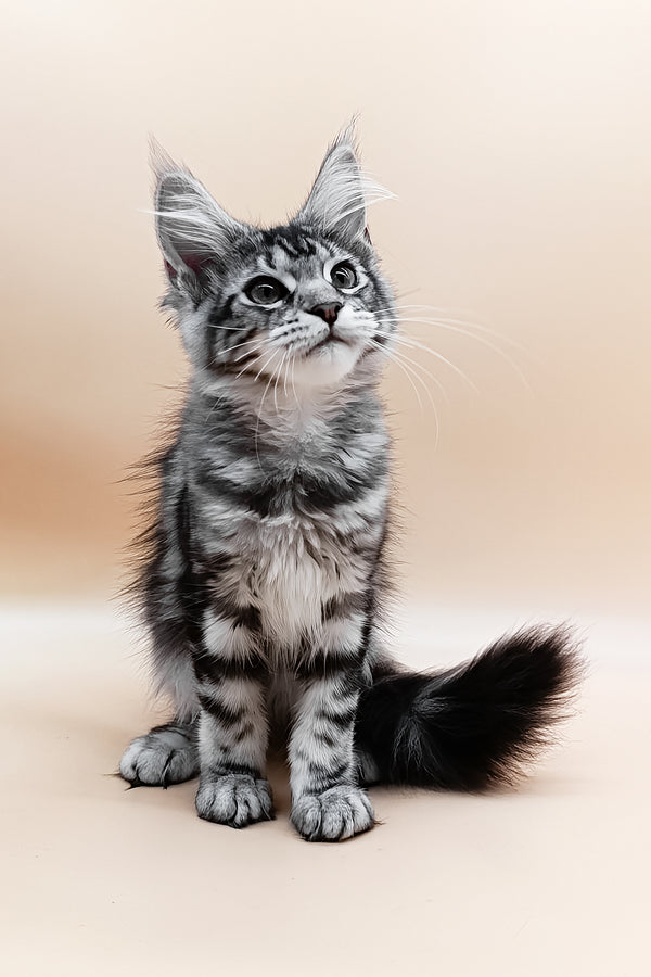 Danica | Maine Coon Kitten