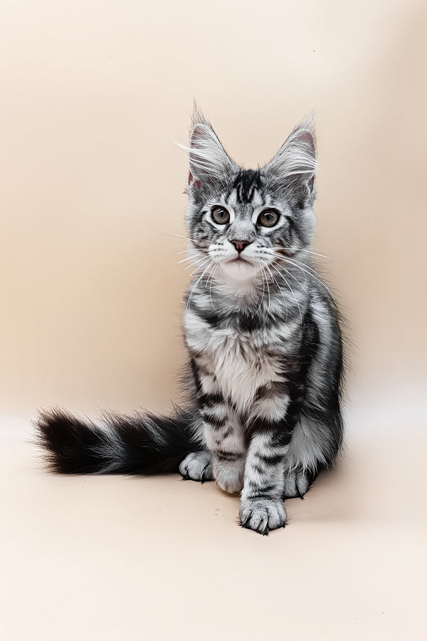 Danica | Maine Coon Kitten