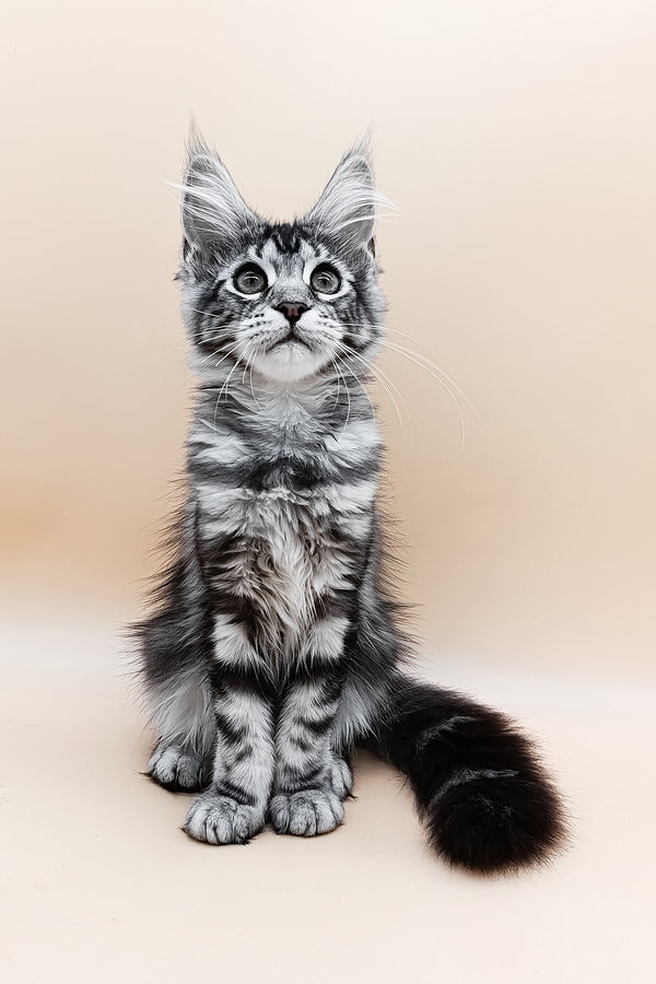 Danica | Maine Coon Kitten