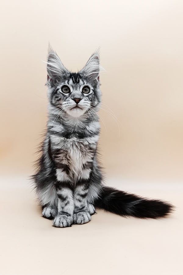 Danica | Maine Coon Kitten