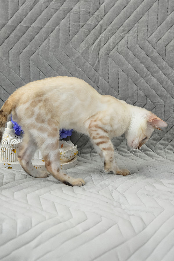 Kai | Bengal Kitten