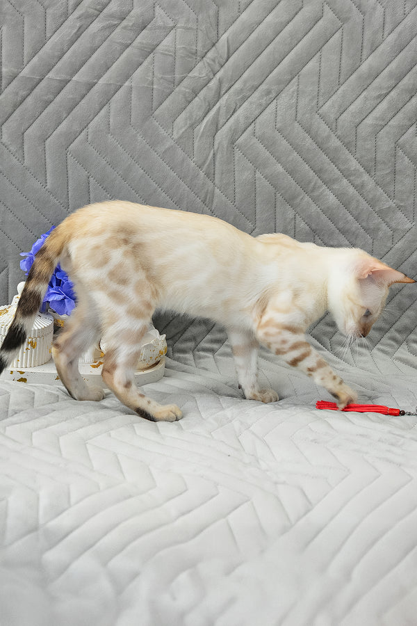 Kai | Bengal Kitten