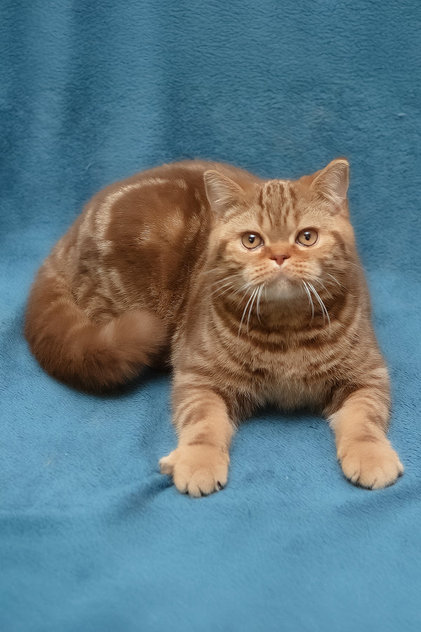 Kuzma | British Shorthair Kitten