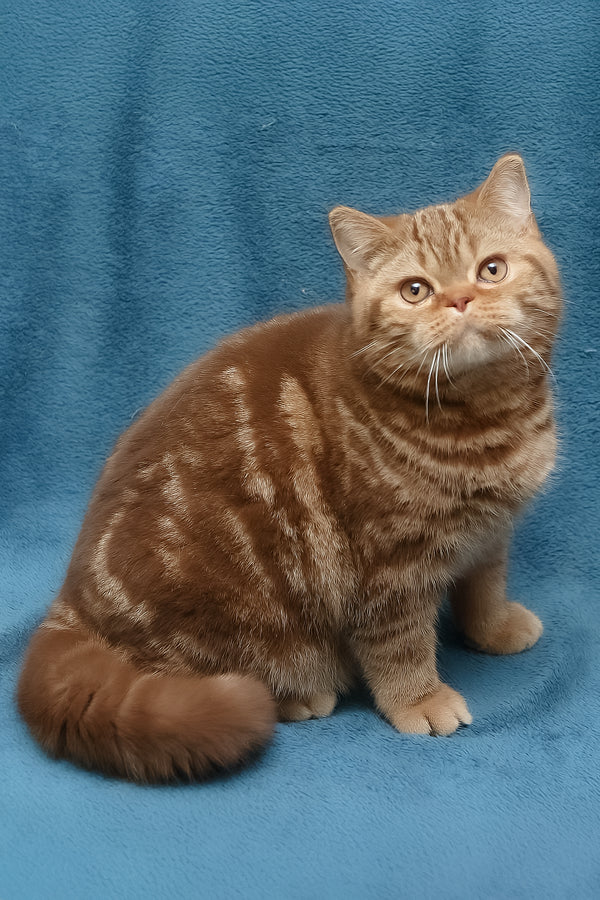 Kuzma | British Shorthair Kitten