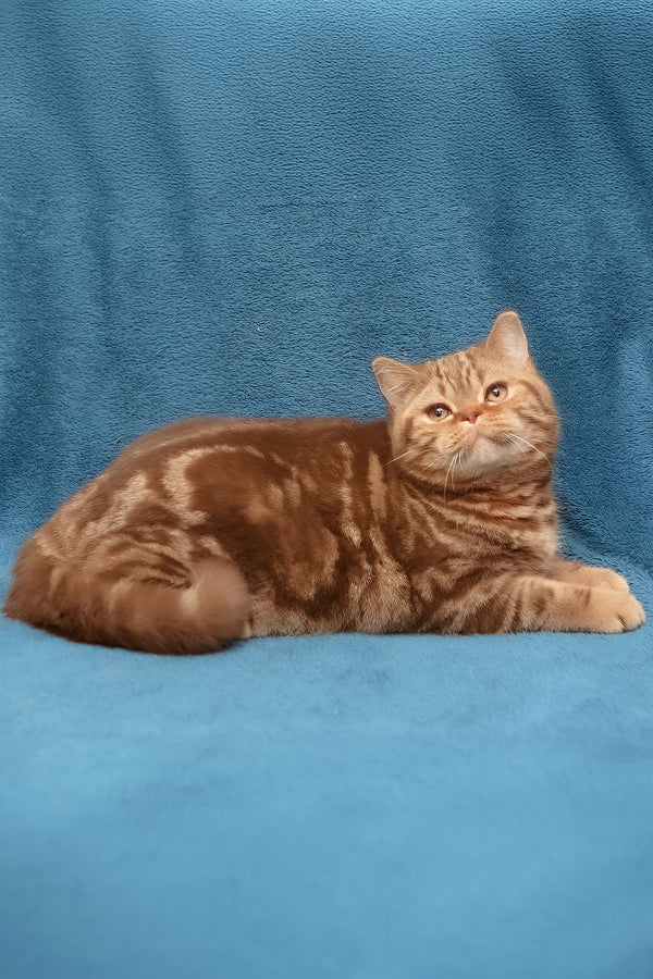 Kuzma | British Shorthair Kitten