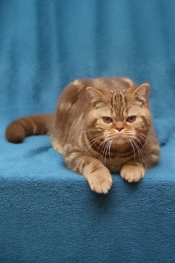 Kuzma | British Shorthair Kitten