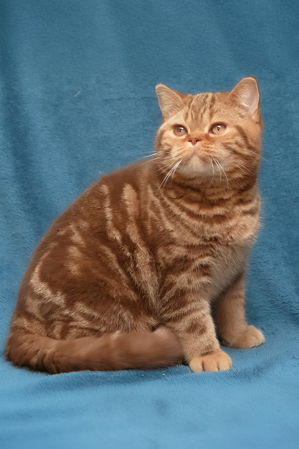 Kuzma | British Shorthair Kitten