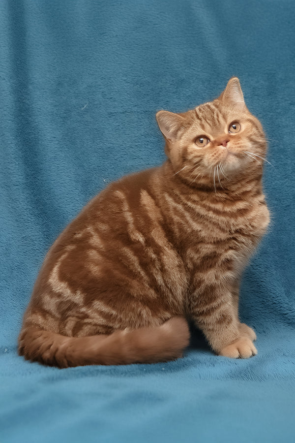 Kuzma | British Shorthair Kitten