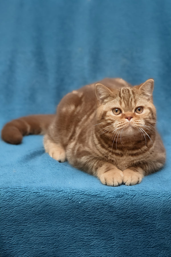 Kuzma | British Shorthair Kitten