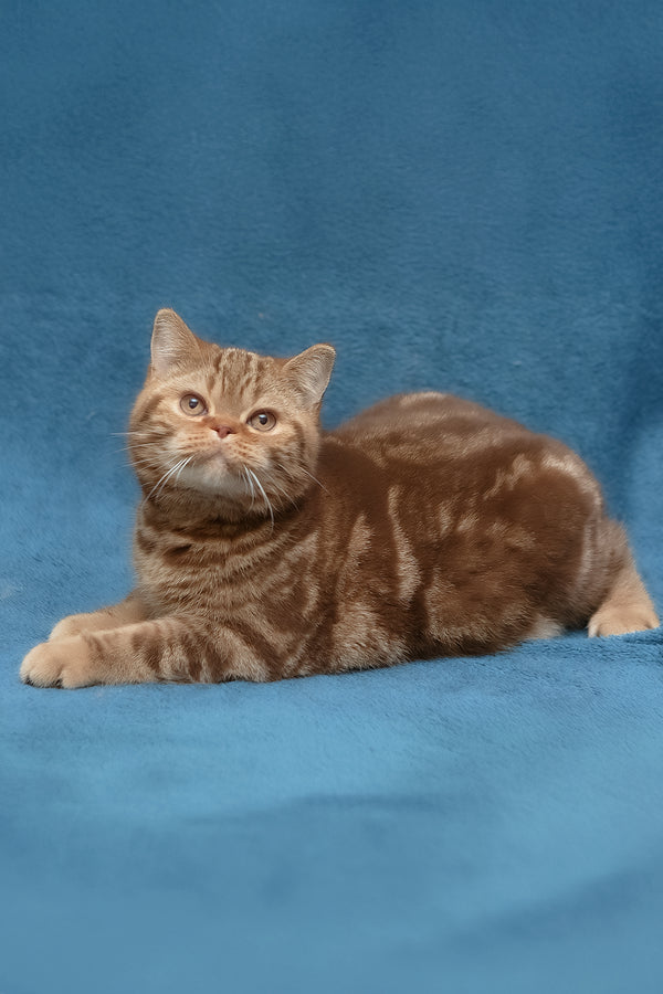 Kuzma | British Shorthair Kitten