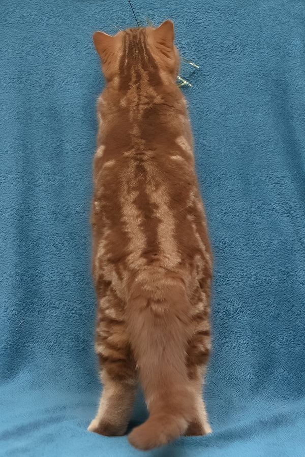 Kuzma | British Shorthair Kitten