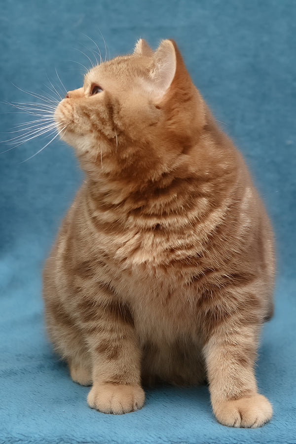 Kuzma | British Shorthair Kitten