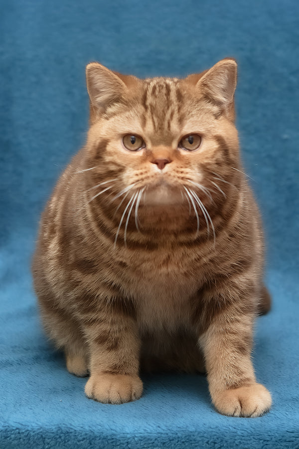 Kuzma | British Shorthair Kitten