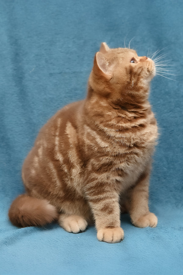 Kuzma | British Shorthair Kitten