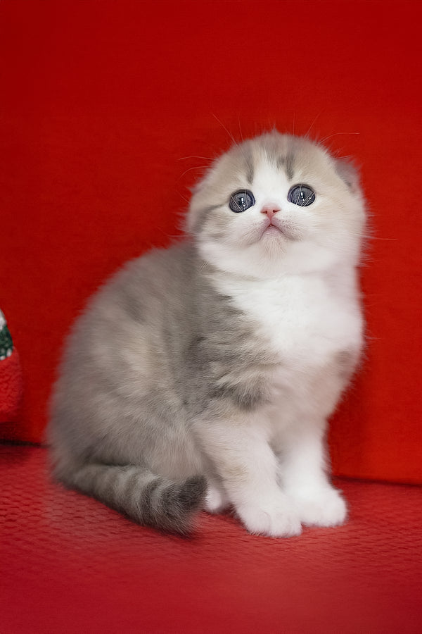 Lili | Scottish Fold Kitten