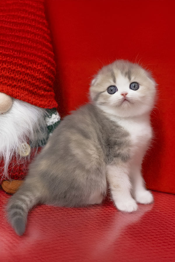 Lili | Scottish Fold Kitten
