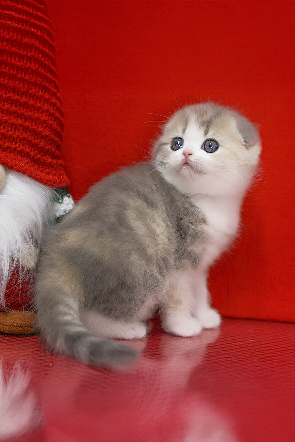 Lili | Scottish Fold Kitten