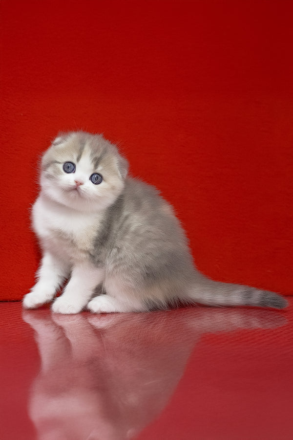 Lili | Scottish Fold Kitten