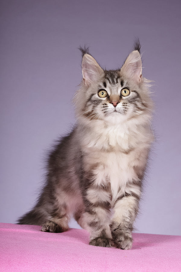 Linda | Maine Coon Kitten