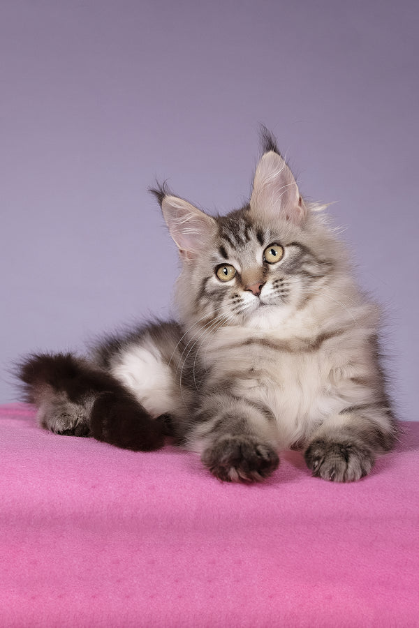 Linda | Maine Coon Kitten