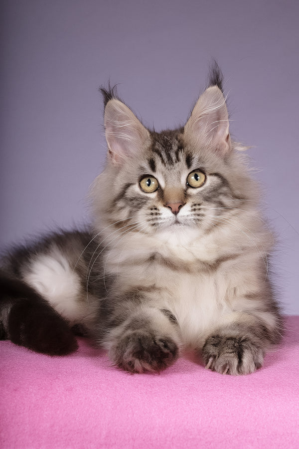 Linda | Maine Coon Kitten
