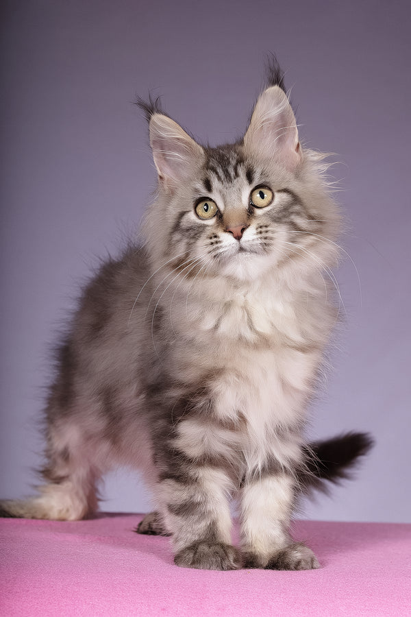 Linda | Maine Coon Kitten