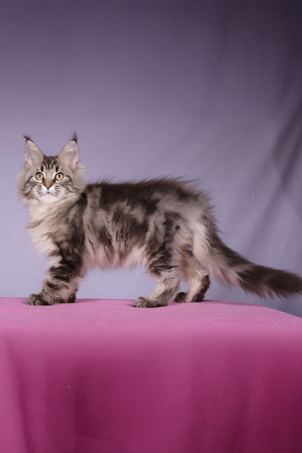 Linda | Maine Coon Kitten