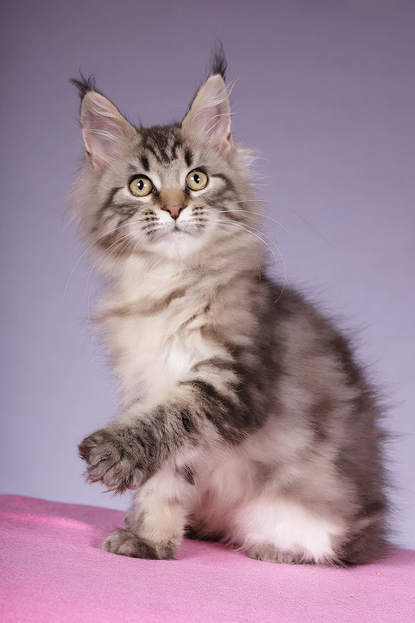 Linda | Maine Coon Kitten
