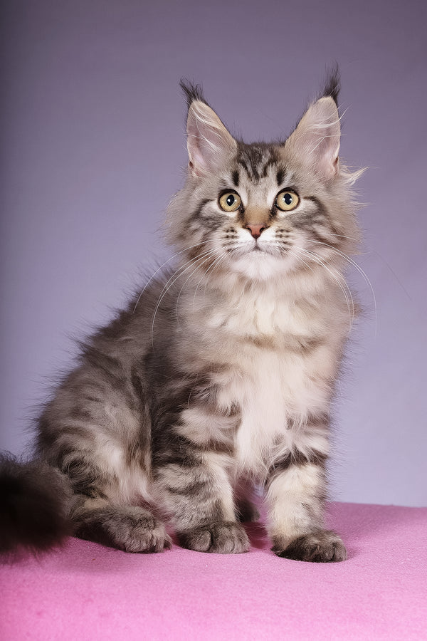 Linda | Maine Coon Kitten