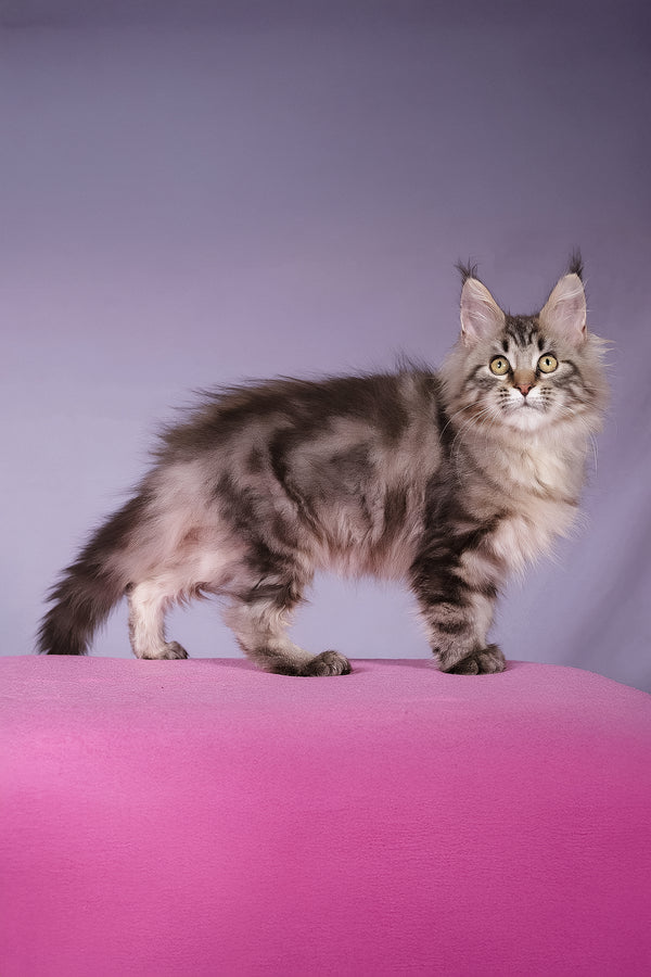 Linda | Maine Coon Kitten