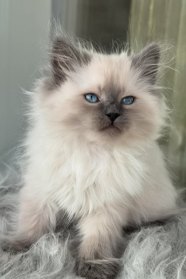 Luntik | Siberian Kitten