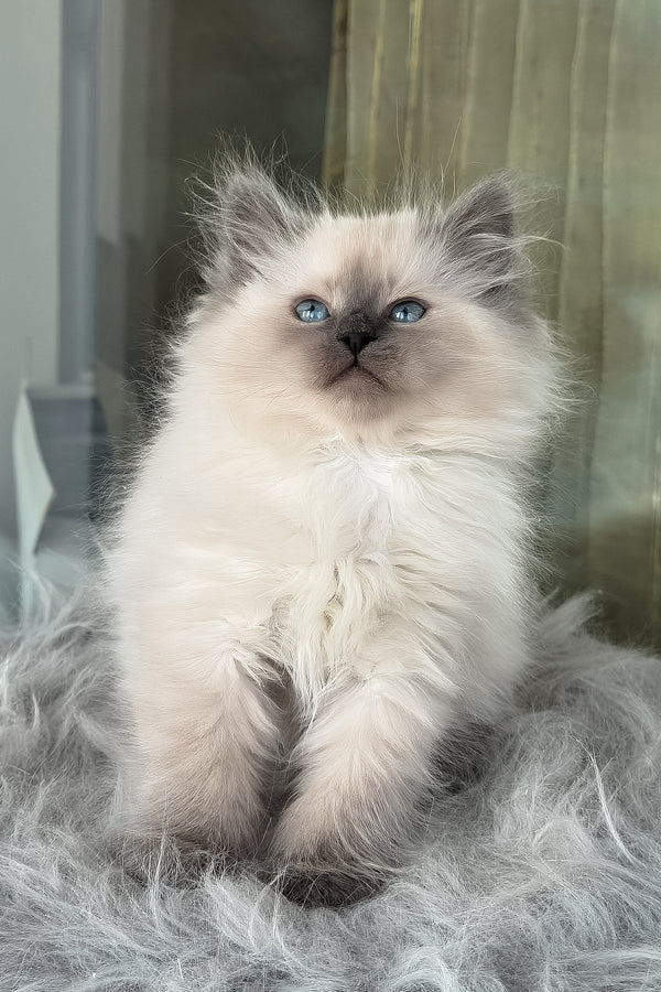 Luntik | Siberian Kitten