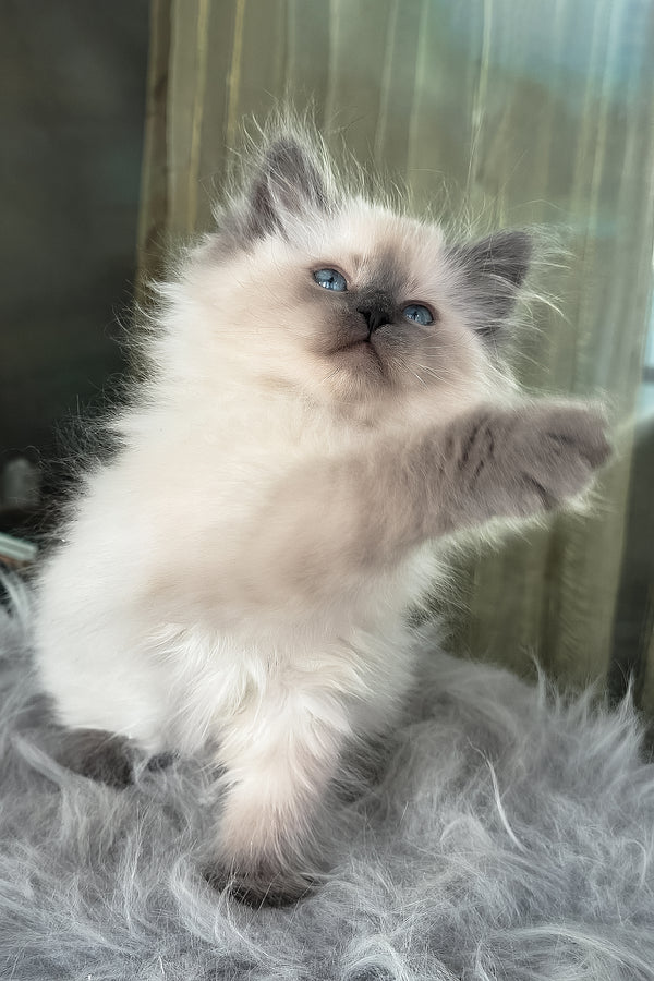 Luntik | Siberian Kitten