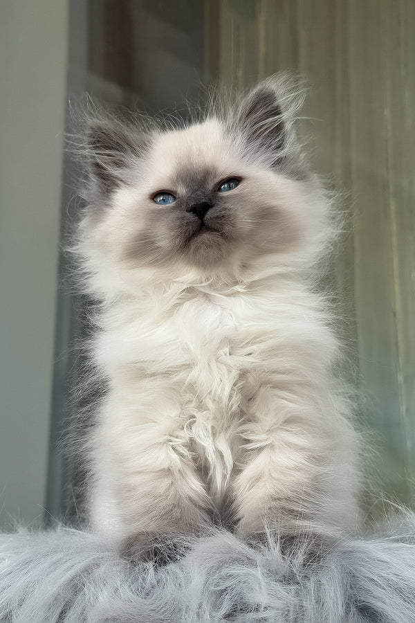 Luntik | Siberian Kitten