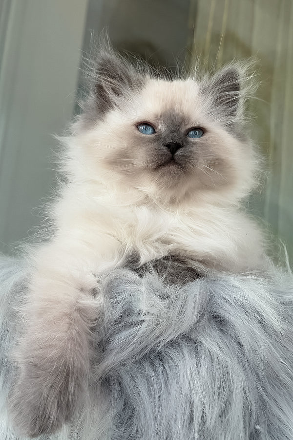 Luntik | Siberian Kitten