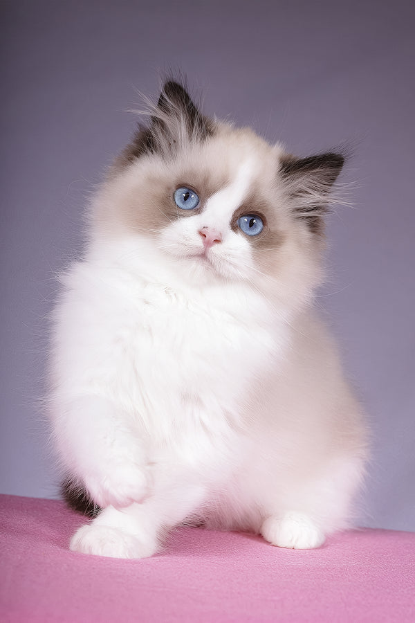 Talisman | Ragdoll Kitten