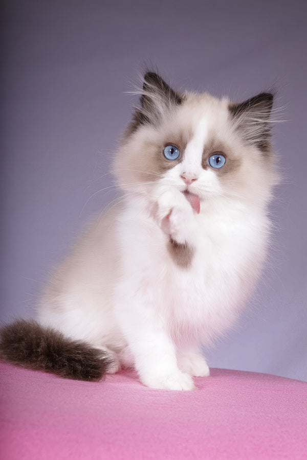 Talisman | Ragdoll Kitten