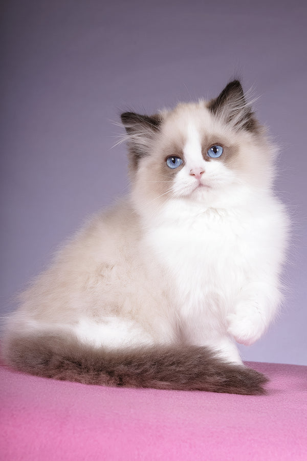 Talisman | Ragdoll Kitten